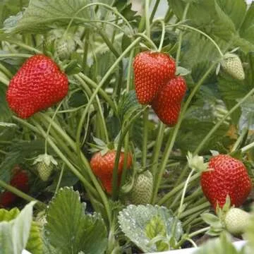 Big A Berries Fertilizer Nutrients – Plant Nutrients for Growth – Organic Nutrients for Indoor a...