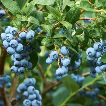 Big A Berries Fertilizer Nutrients – Plant Nutrients for Growth – Organic Nutrients for Indoor and Outdoor Berries – Works on Raspberry, Strawberry, Blueberry - 13.5oz