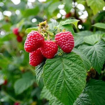 Big A Berries Fertilizer Nutrients – Plant Nutrients for Growth – Organic Nutrients for Indoor and Outdoor Berries – Works on Raspberry, Strawberry, Blueberry - 13.5oz