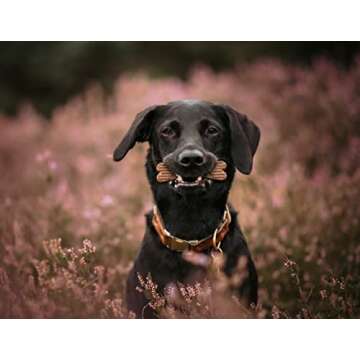 ProDen PlaqueOff System Dental Care Bones for Dogs - Dog Breath Freshener & Plaque Remover - Dog Tee...