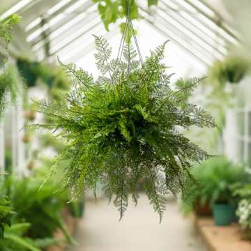 Bailikang 4PCS Lifelike Fake Fern Plants UV Resistant Artificial Boston Ferns for Outdoor Indoor Lar...