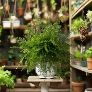 Bailikang 4PCS Lifelike Fake Fern Plants UV Resistant Artificial Boston Ferns for Outdoor Indoor Large Fake Greenery Plants No Wither for Front Porch Garden Window Home Decoration