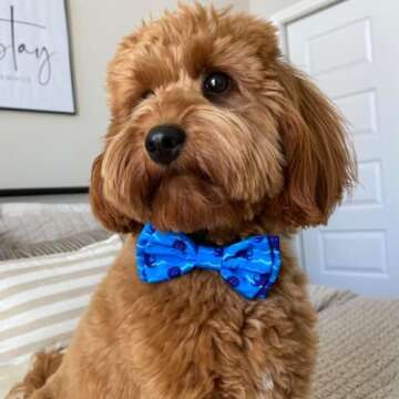 Huxley & Kent Bow Tie for Pets | Octopus Garden (Large) | Bow Tie Collar Attachment | Fun Bow Ties for Dogs & Cats | Cute, Comfortable, and Durable | H&K Bow Tie