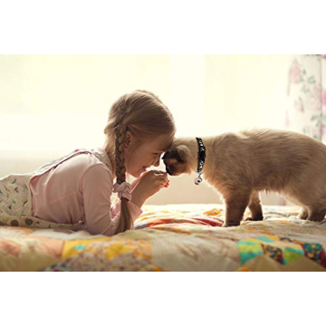 Stylish Safe Breakaway Cat Collars with Glow Bell