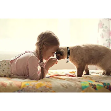 Stylish Safe Breakaway Cat Collars with Glow Bell