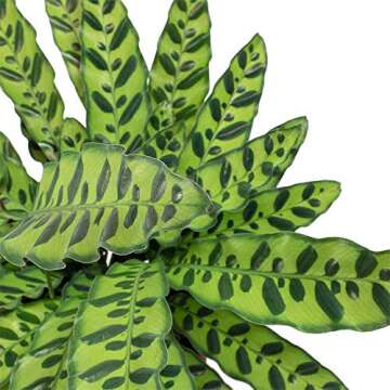 American Plant Exchange Calathea Lancifolia Rattlesnake Prayer Live Plant, 6" Pot, Green, Brown