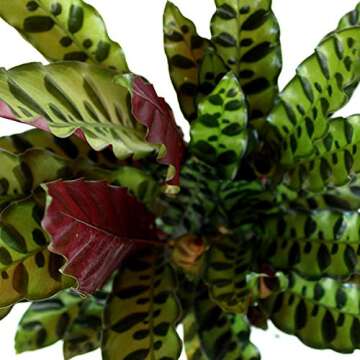 American Plant Exchange Calathea Lancifolia Rattlesnake Prayer Live Plant, 6" Pot, Green, Brown