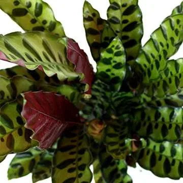 American Plant Exchange Calathea Lancifolia Rattlesnake Prayer Live Plant, 6" Pot, Green, Brown