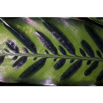 American Plant Exchange Calathea Lancifolia Rattlesnake Prayer Live Plant, 6" Pot, Green, Brown