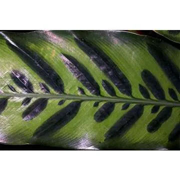 American Plant Exchange Calathea Lancifolia Rattlesnake Prayer Live Plant, 6" Pot, Green, Brown