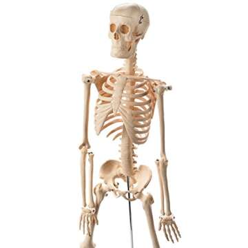 Maad Scientific Anatomical Human Skeleton Model - 1/2 Life Sized - 85 cm with Metal Base