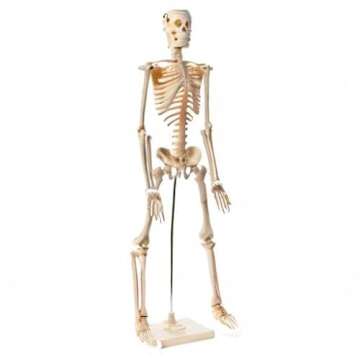 Maad Scientific Anatomical Human Skeleton Model - 1/2 Life Sized - 85 cm with Metal Base