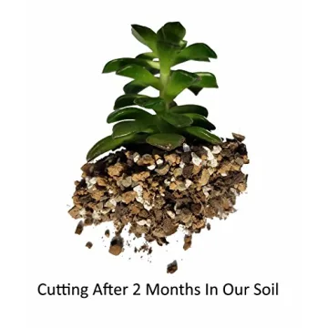 Succulent & Cactus Soil Mix - Fast Draining Blend