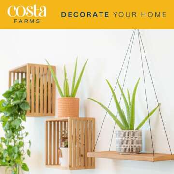 Costa Farms Aloe Vera Pack - Easy Care Indoor Air Purifier