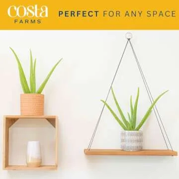 Costa Farms Aloe Vera Pack - Easy Care Indoor Air Purifier