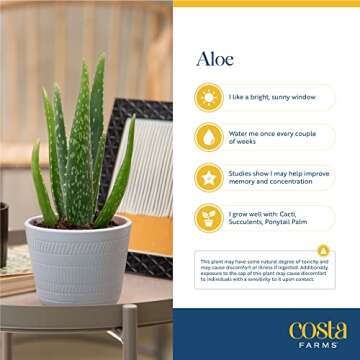Costa Farms Aloe Vera Pack - Easy Care Indoor Air Purifier