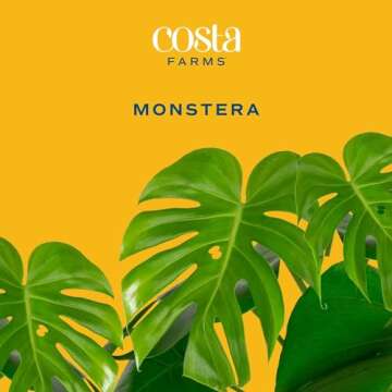 Costa Farms Monstera Plant, Easy to Grow Live Plant, Tropical Houseplant Potted in Indoor Garden Pla...
