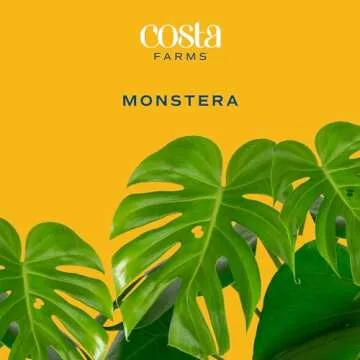 Costa Farms Monstera Plant, Easy to Grow Live Plant, Tropical Houseplant Potted in Indoor Garden Pla...