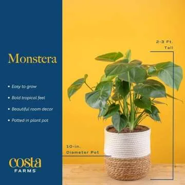Costa Farms Monstera Plant, Easy to Grow Live Plant, Tropical Houseplant Potted in Indoor Garden Plant Pot, Potting Soil, Housewarming or Birthday Gift, Home, Office, and Room Decor, 2-3 Feet Tall