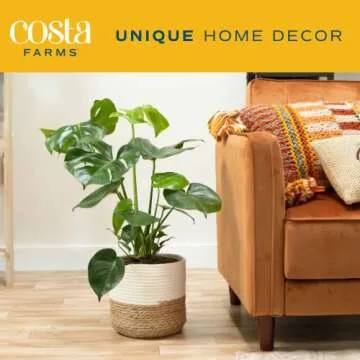 Costa Farms Monstera Plant, Easy to Grow Live Plant, Tropical Houseplant Potted in Indoor Garden Plant Pot, Potting Soil, Housewarming or Birthday Gift, Home, Office, and Room Decor, 2-3 Feet Tall