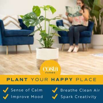 Costa Farms Monstera Plant, Easy to Grow Live Plant, Tropical Houseplant Potted in Indoor Garden Plant Pot, Potting Soil, Housewarming or Birthday Gift, Home, Office, and Room Decor, 2-3 Feet Tall
