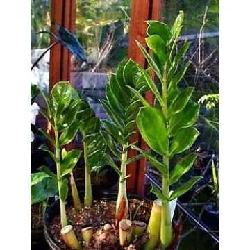 Rare ZZ Plant - Air-Purifying Indoor Houseplant - 6 Inches