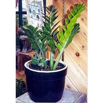 Rare ZZ Plant - Air-Purifying Indoor Houseplant - 6 Inches