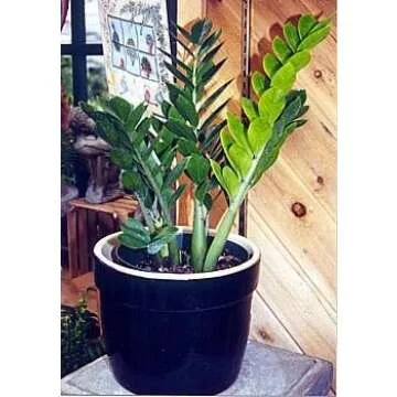 Rare ZZ Plant - Air-Purifying Indoor Houseplant - 6 Inches