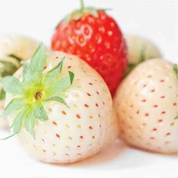 Olay Fresh Outlast White Strawberry & Mint Scent Body Wash for Women, 33 fl oz (Pack of 4)