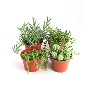 Hanging Succulents Collection | 4 Unique Live Plants