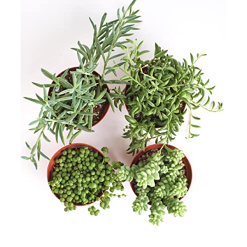 Hanging Succulents Collection | 4 Unique Live Plants