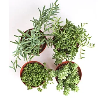 Hanging Succulents Collection | 4 Unique Live Plants