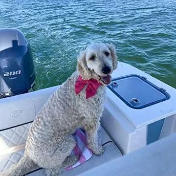 Maca Bates Adjustable Dog Collar with Sailor Bow