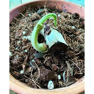 Noot Rooting Rescue Mix - Revive Your Indoor Plants