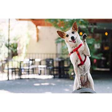 2 Hounds Design Freedom No-Pull Dog Harness, Adjustable Comfortable Control for Dog Walking, Made in USA (Leash Sold Separately) (Small 5/8") (Jelly Bean)