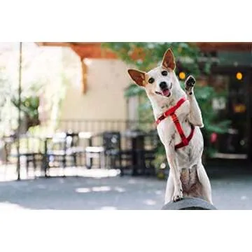 2 Hounds Design Freedom No-Pull Dog Harness, Adjustable Comfortable Control for Dog Walking, Made in USA (Leash Sold Separately) (Small 5/8") (Jelly Bean)