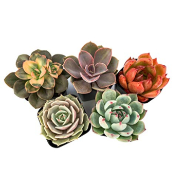Succulents Starter Pack (5 Assorted Live Plants)