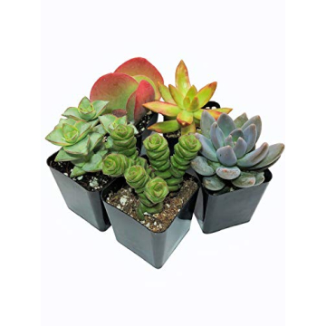 Succulents Starter Pack (5 Assorted Live Plants)