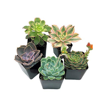 Succulents Starter Pack (5 Assorted Live Plants)