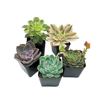 Succulents Starter Pack (5 Assorted Live Plants)