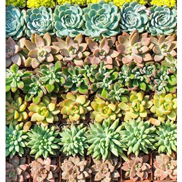 Succulents Starter Pack (5 Assorted Live Plants)