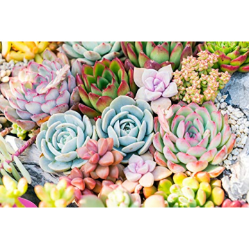 Succulents Starter Pack (5 Assorted Live Plants)