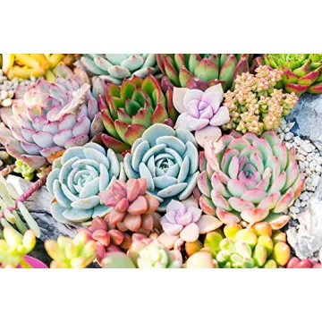 Succulents Starter Pack (5 Assorted Live Plants)