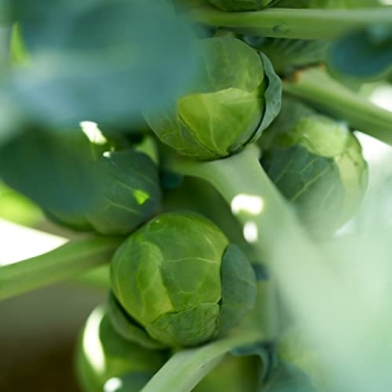 Heirloom Brussels Sprouts Seeds - High Germination & Non-GMO