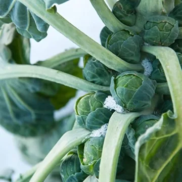 Heirloom Brussels Sprouts Seeds - High Germination & Non-GMO