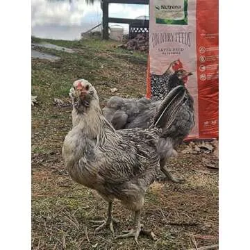 Nutrena Country Feeds Layer Crumble Chicken Feed 50 Pounds