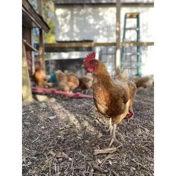 Nutrena Country Feeds Layer Crumble Chicken Feed 50 Pounds