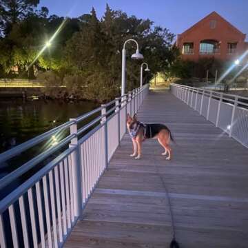 MayPaw Heavy Duty Rope Dog Leash, 3/4/5/6/7/8/10/12/15 FT Nylon Pet Leash, Soft Padded Handle Thick Lead for Large Medium Dogs Small Puppy (1/2" * 8', Black)