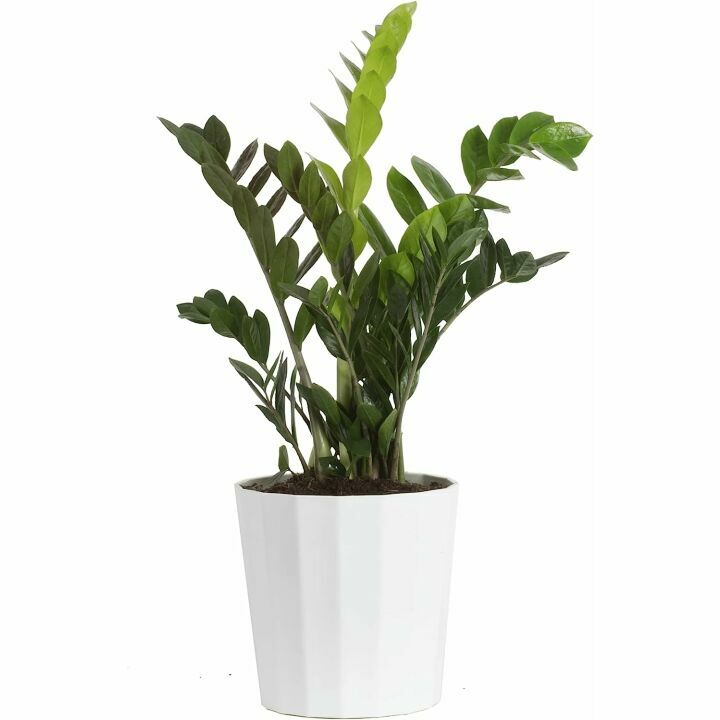 ZZ Plant - Stylish Indoor Houseplant 22" Tall