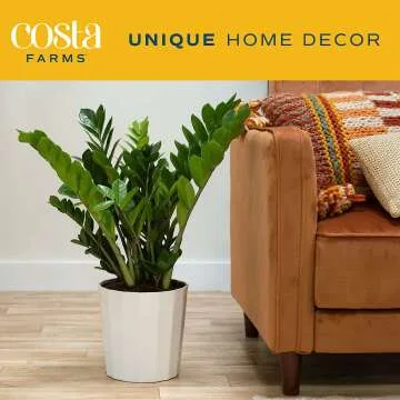 ZZ Plant - Stylish Indoor Houseplant 22" Tall